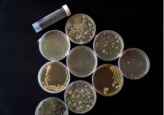 Alunos e investigadores mapeiam resistência bacteriana e ganham destaque científico internacional