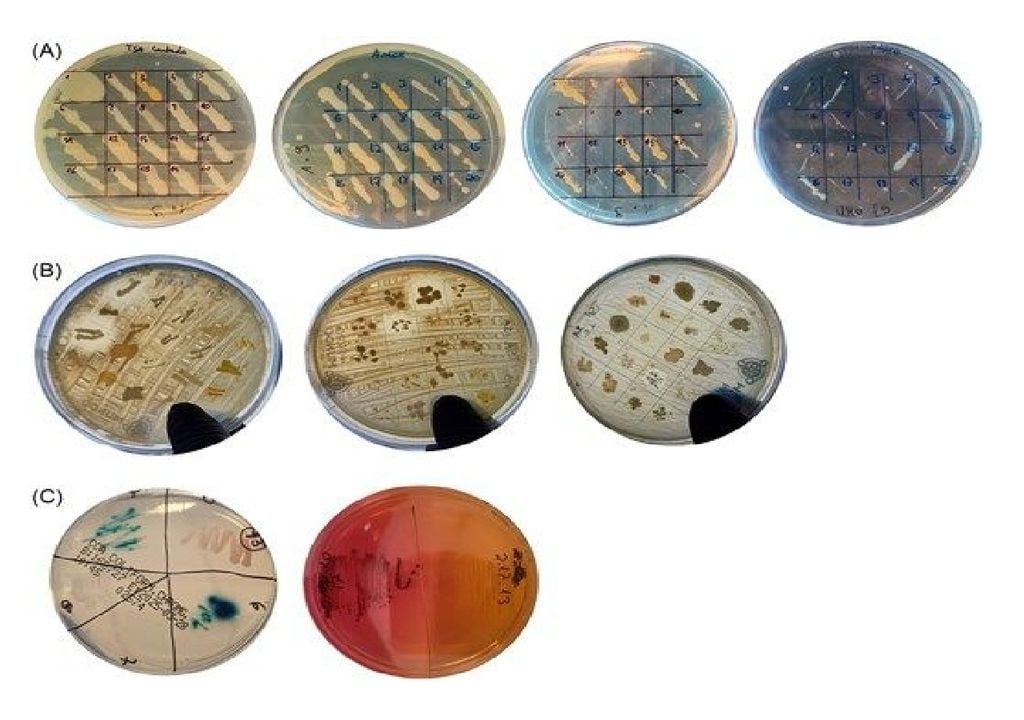 Amostras de bactérias resistentes Amostras de bactérias resistentes