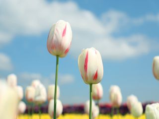 Am Wochenende kehrt der warme Frühling zurück!
