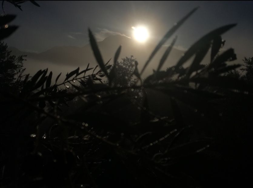 Amanece En El Olivar Baltasar Valenzuela Barajas
