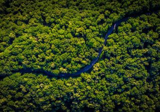 Amazon rainforest climate coping strategy investigated as drought risk rises