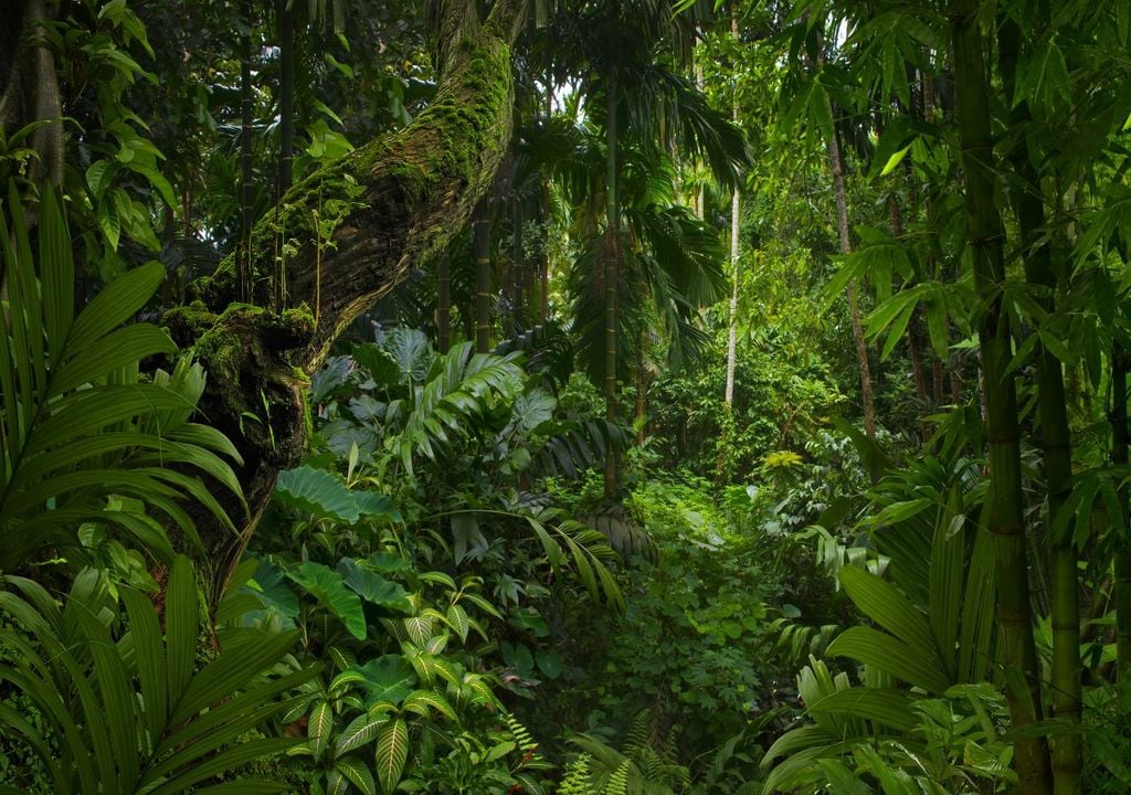 The Amazon rainforest is approaching a "tipping point"