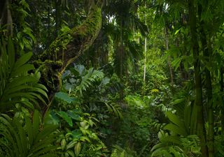 Amazon rainforest reaching dangerous “tipping point”