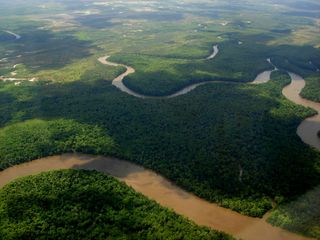 Der Amazonas-Regenwald verliert an Widerstandsfähigkeit!