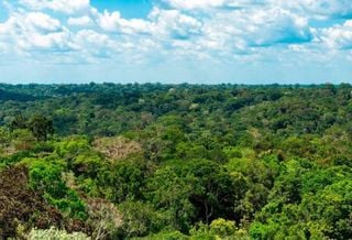 Amazonas registra menor n&uacute;mero de focos de calor da hist&oacute;ria, aponta Inpe