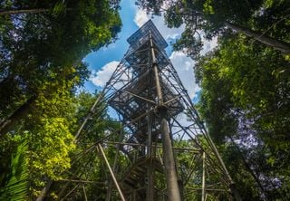 AmazonFACE: um experimento inédito que simulará as mudanças climáticas na Amazônia