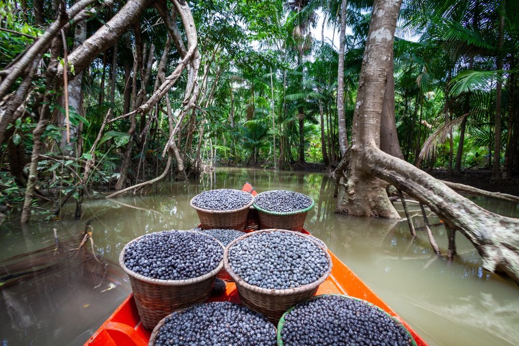 Açaí, amazonas