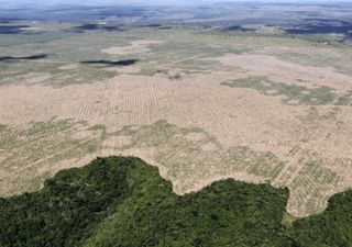 Amazônia bate recorde de desmatamento em abril