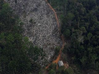 Amazonía brasileña: la deforestación se disparó un 278% en un año