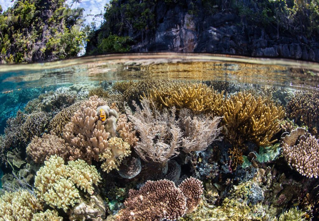 Triángulo de coral