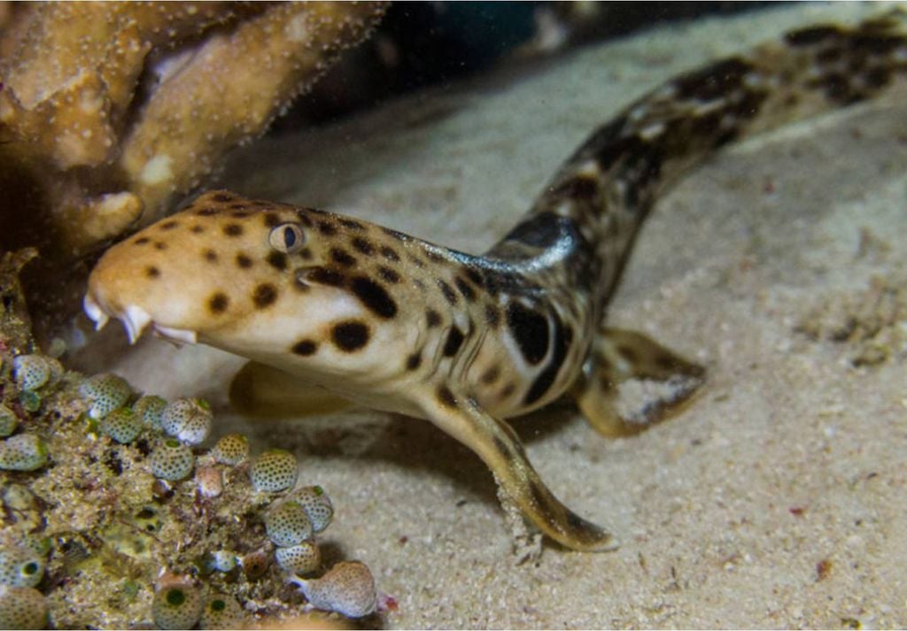 Triángulo de coral, dragón de Komodo