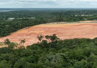 Alerta: Amazônia e Cerrado lideram o ranking de desmatamento com 90,5% de área desmatada