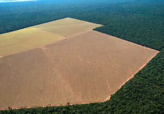 Amazônia e Cerrado registraram recordes de desmatamento já no início do ano