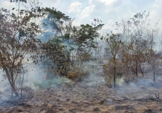 Amazônia em chamas: incêndios em áreas de florestas maduras cresceram 152% no ano passado!