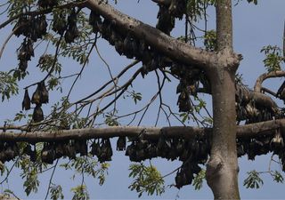 Na Amazónia há risco de uma possível pandemia no habitat de milhares de morcegos