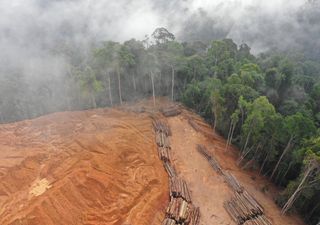 Amazônia passou a emitir mais carbono do que absorver!