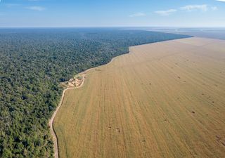 Amazónia perto da mudança de floresta tropical para savana