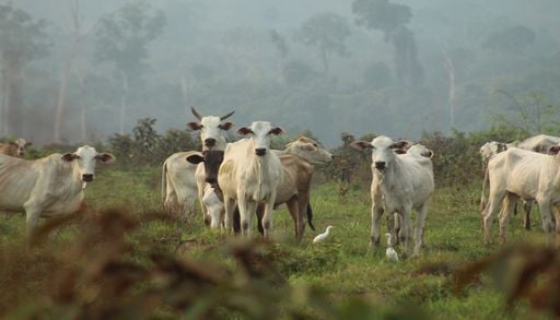 Amaz&ocirc;nia perto do limite: estudo aponta que desmatamento pode antecipar risco clim&aacute;tico