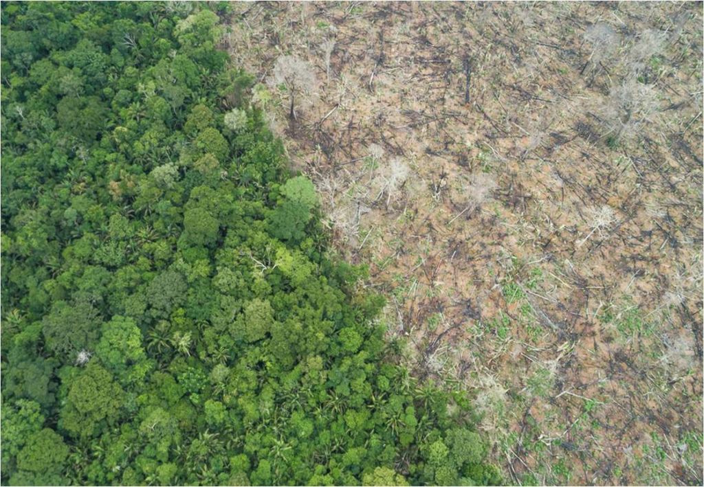 Desmatamento ilegal da floresta Amazônica