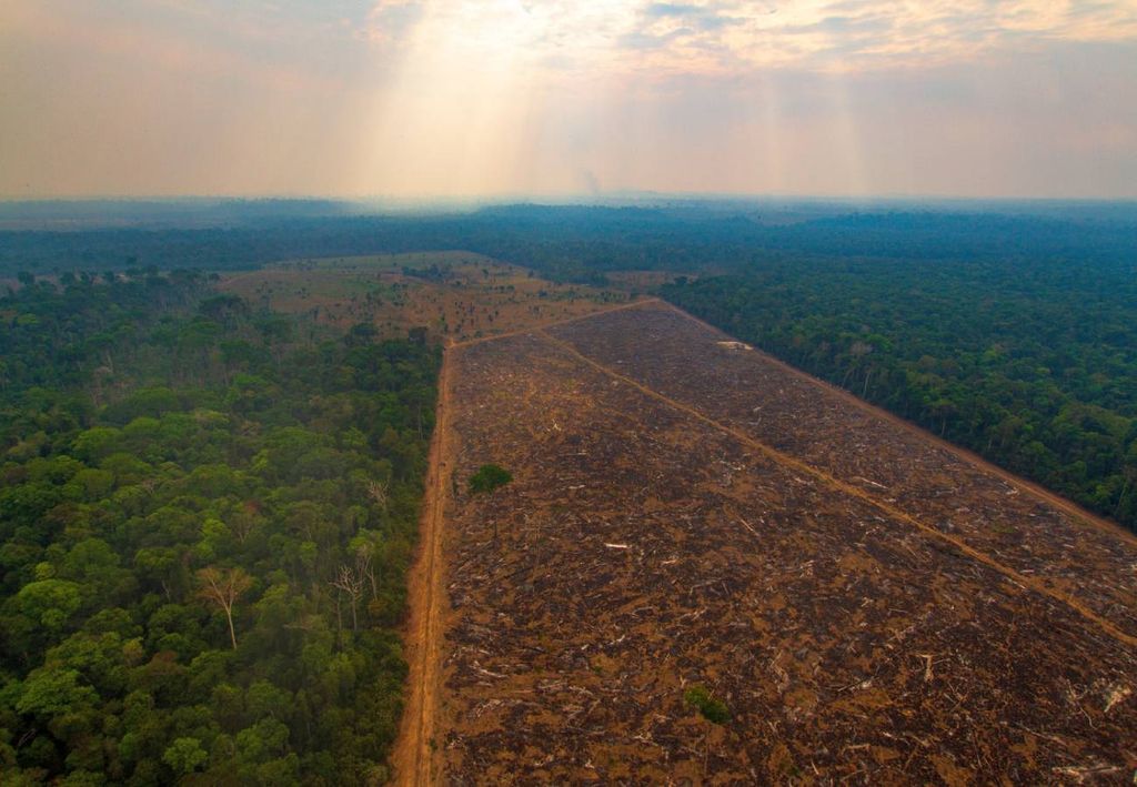 desmatamento ilegal na Amazônia