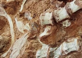Amazônia pode ter sido a origem dos primeiros dinossauros, sugere estudo