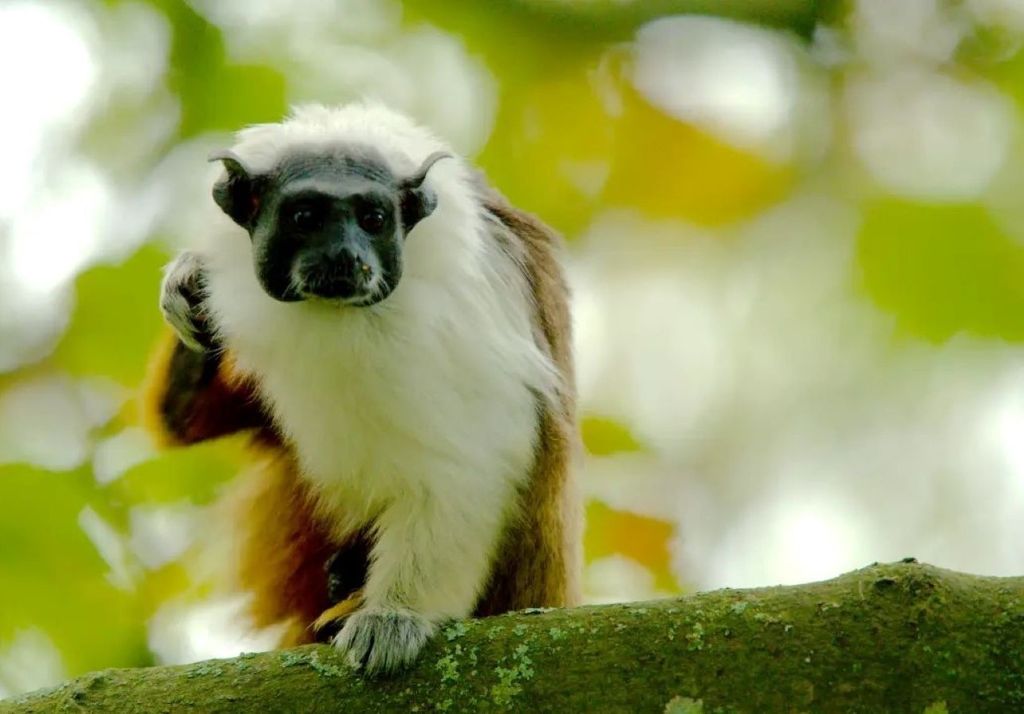 Sauim-de-coleira (Saguinus bicolor), espécie endêmica da Amazônia brasileira e criticamente ameaçada, que pode perder até 98% de seu habitat adequado nas próximas décadas. (Josh More/Flickr) Sauim-de-coleira (Saguinus bicolor), espécie endêmica da Amazônia brasileira e criticamente ameaçada, que pode perder até 98% de seu habitat adequado nas próximas décadas. (Josh More/Flickr)