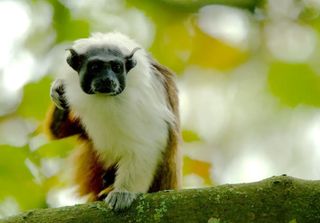 Amazônia poderá perder habitat de aves e primatas mesmo com controle climático, alerta estudo