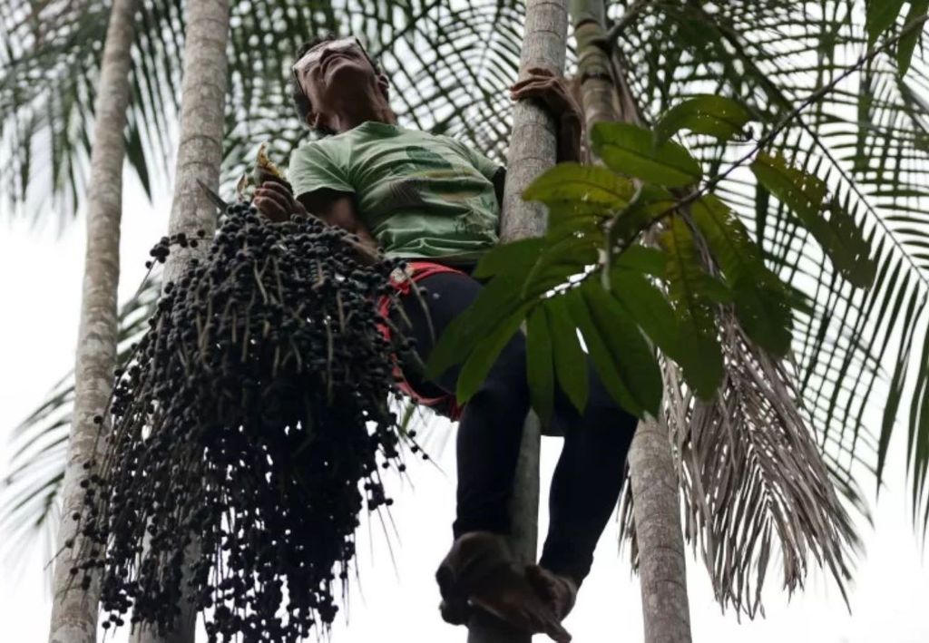 Edna dos Anjos Nascimento, conhecida como Bezinha, colhe frutos de açaí de uma palmeira durante a safra e produção de açaí, organizada exclusivamente por mulheres na Ilha de Jussara (PA) Imagem: Anderson Coelho - 29.dez.2024/Reuters Edna dos Anjos Nascimento, conhecida como Bezinha, colhe frutos de açaí de uma palmeira durante a safra e produção de açaí, organizada exclusivamente por mulheres na Ilha de Jussara (PA) Imagem: Anderson Coelho - 29.dez.2024/Reuters