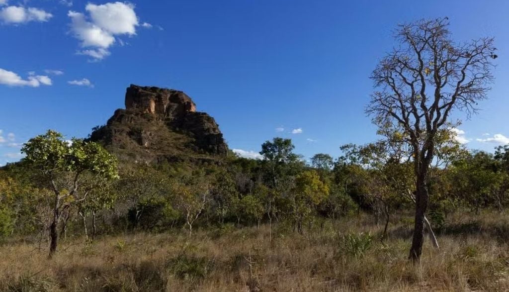 Cerrado também apresenta queda, segundo Deter. Crédito: Edição nossa/Canva Pro