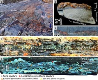 Scientists discover that ancient amber may contain traces of tsunamis from millions of years ago
