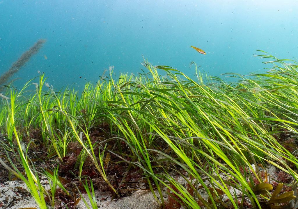 Seagrass is better than rainforests for carbon storage