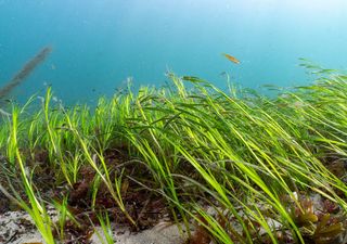 One of UK's largest seagrass beds discovered off Cornwall, Cornwall