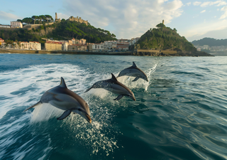 Ameaça à viabilidade: taxa de crescimento populacional de golfinhos cai no golfo da Biscaia