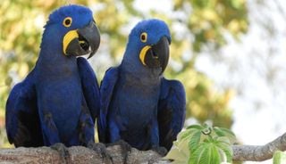 Amea&ccedil;adas de desaparecer: Brasil atualiza lista da fauna em risco e registra 790 esp&eacute;cies sob amea&ccedil;a