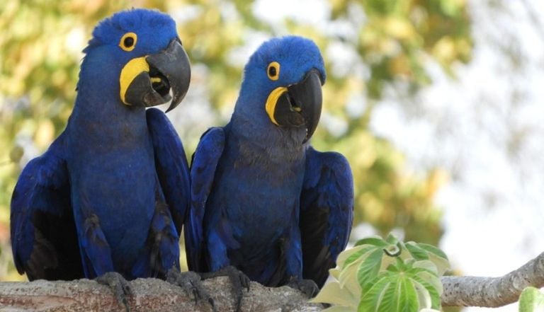 Amea&ccedil;adas de desaparecer: Brasil atualiza lista da fauna em risco e registra 790 esp&eacute;cies sob amea&ccedil;a