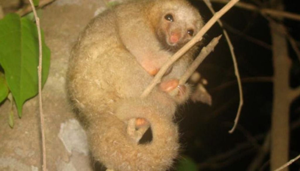 Nova portaria reúne 790 espécies ameaçadas e nove extintas entre mamíferos, aves, répteis, anfíbios e invertebrados terrestres. Crédito: Foto: Gilmar Klein/Banco de Imagens do CPB-ICMBio