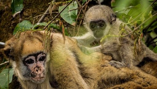 Maior macaco das Am&eacute;ricas agora tem antepassados conhecidos
