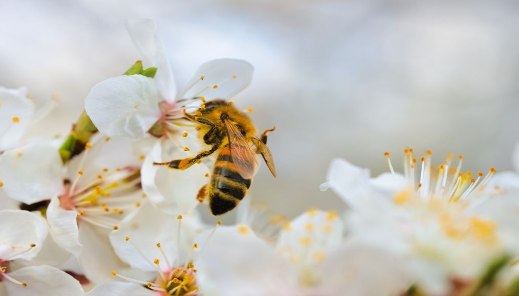 Cuando las poblaciones de abejas disminuyen, las consecuencias pueden extenderse a otras especies.