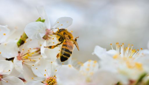 Amenaza clim&aacute;tica para los polinizadores: por qu&eacute; el derretimiento glaciar incrementa enfermedades en las abejas