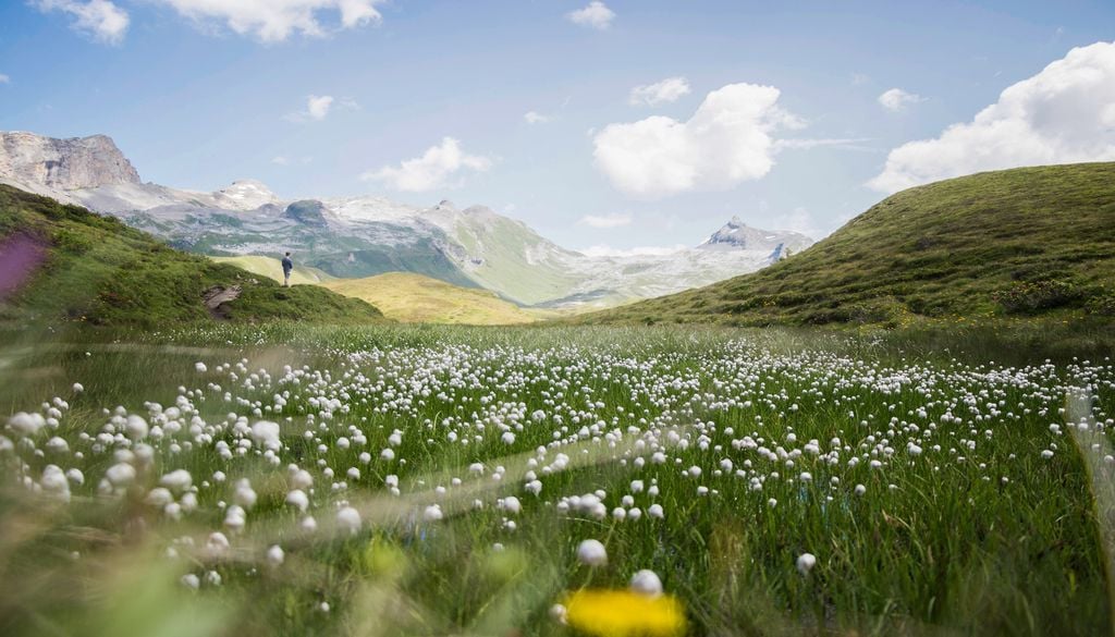 Las abejas cumplen una función indispensable al transportar polen entre las flores, permitiendo la reproducción de numerosas plantas silvestres.