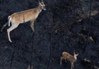 ¡Alrededor de 700 especies amenazadas! en bosques canadienses por incendios forestales