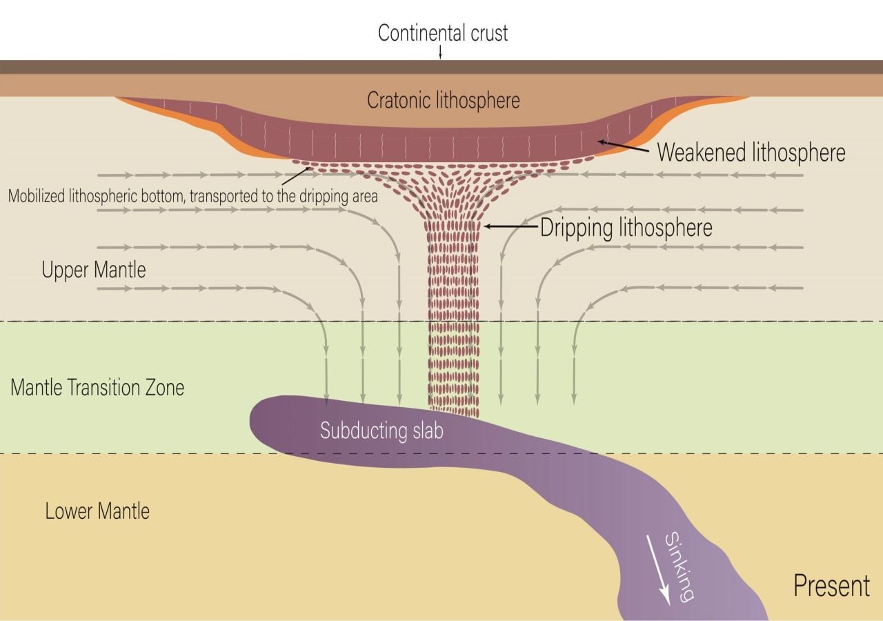 Esta figura del estudio muestra el goteo de roca del cratón. Los investigadores plantean la hipótesis de que el goteo se debe a los restos de la placa de Farallón en subducción bajo el cratón. Crédito: Nature Geoscience , Hua et al.