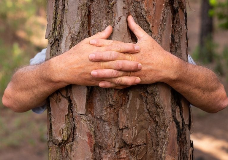 Deforestación bosques Global Forest Watch Deforestación bosques Global Forest Watch