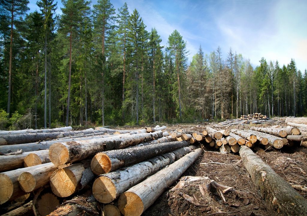 Deforestación bosques Global Forest Watch Deforestación bosques Global Forest Watch