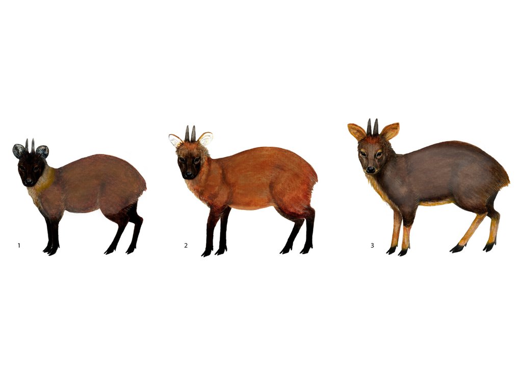 La nueva especie de pudú (al centro) comparte características con el pudú del norte, pero es distinta a la del sur. Foto: Journal of Mammalogy.