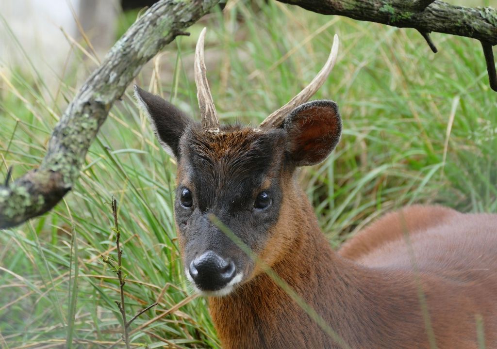 Pudú del norte.