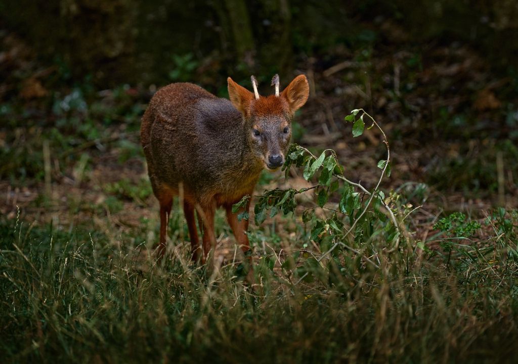 Pudú del sur.