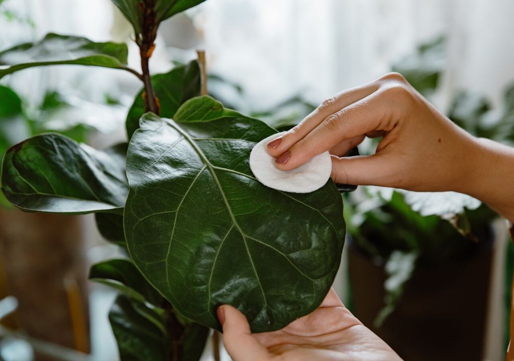 vinagre en hojas vinagre en hojas