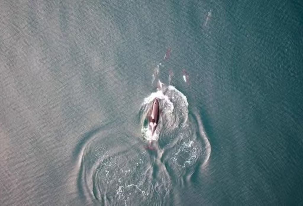 Orcas, golfinhos e toninhas-de-Dall interagindo na superfície entre mergulhos em busca de alimento — Foto: Universidade da Colúmbia Britânica (A. Trites), Universidade Dalhousie (S. Fortune), Instituto Hakai (K. Holmes), Instituto Leibniz de Pesquisa Zoológica e da Vida Selvagem (X. Cheng)