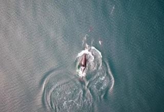 &lsquo;Amizade improv&aacute;vel&rsquo;: orcas e golfinhos revelam coopera&ccedil;&atilde;o in&eacute;dita em ca&ccedil;adas no Pac&iacute;fico